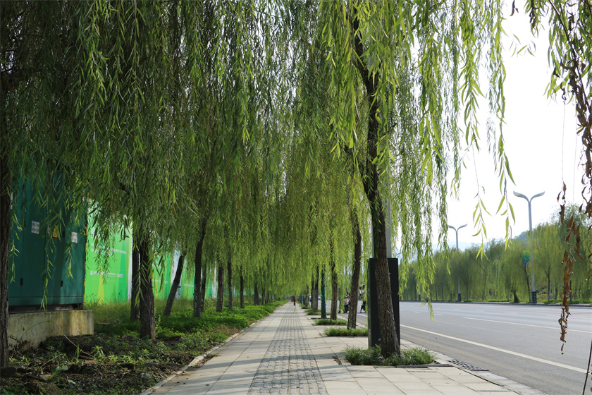 綠化養(yǎng)護(hù)-冉河西路（垂柳大道）