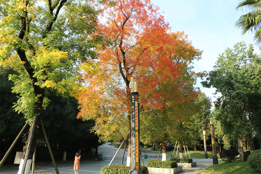 綠化養(yǎng)護(hù)-文化公園