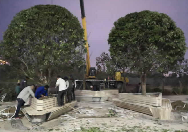 花園大道栽植桂花 