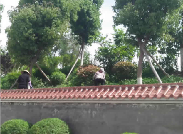 花園中學修剪綠籬