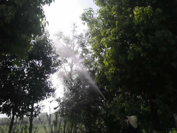 高新七路木槿防蟲